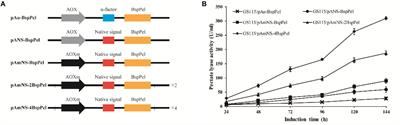 High-Level Expression and Biochemical Properties of A Thermo-Alkaline Pectate Lyase From Bacillus sp. RN1 in Pichia pastoris With Potential in Ramie Degumming